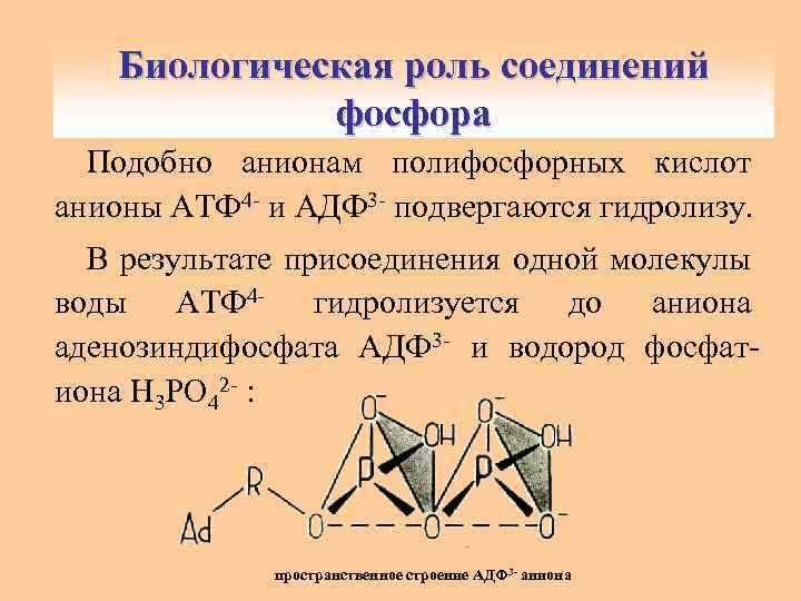 Биологическая роль соединений фосфора Подобно анионам полифосфорных кислот анионы АТФ 4 - и АДФ