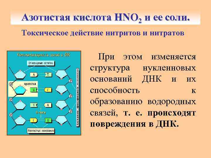 Азотистая кислота HNO 2 и ее соли. Токсическое действие нитритов и нитратов При этом
