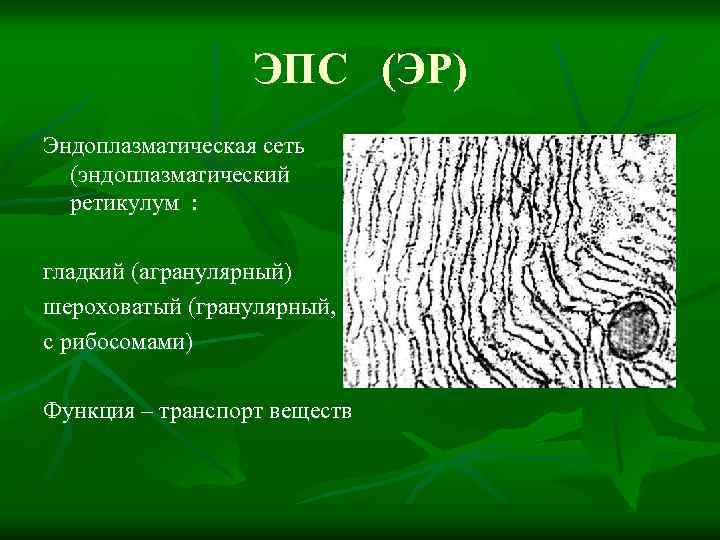 ЭПС (ЭР) Эндоплазматическая сеть (эндоплазматический ретикулум : гладкий (агранулярный) шероховатый (гранулярный, с рибосомами) Функция