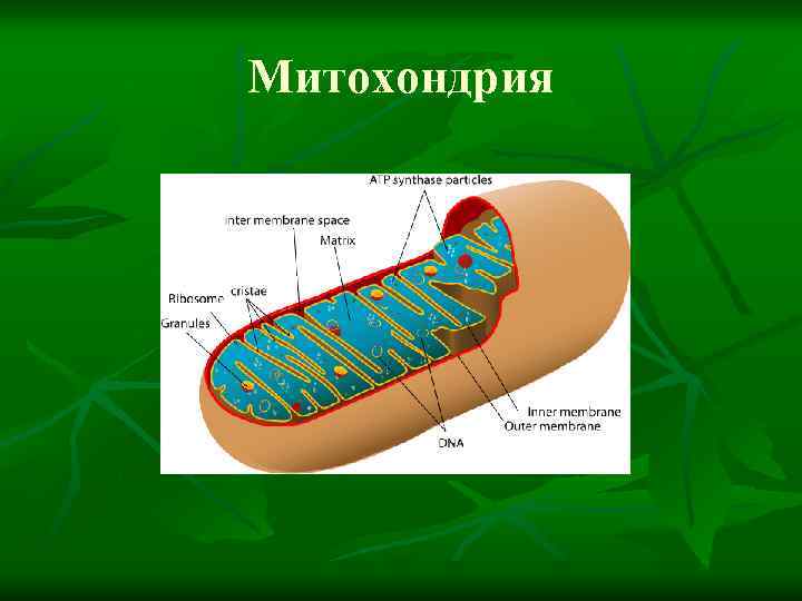 Митохондрия 