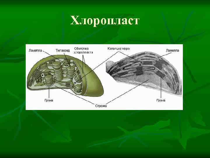 Хлоропласт 