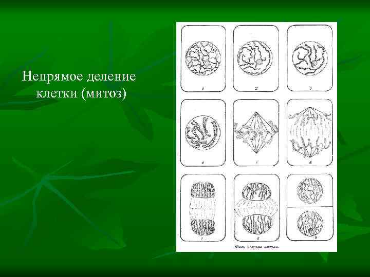 Непрямое деление клетки (митоз) 