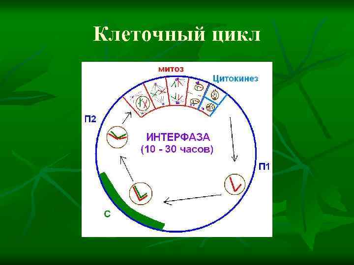 Клеточный цикл 