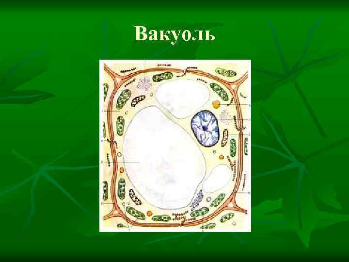 Вакуоль 