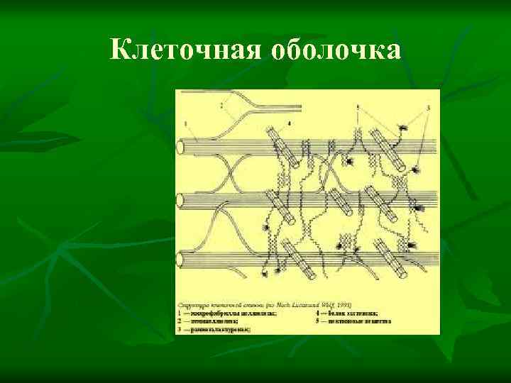 Клеточная оболочка 