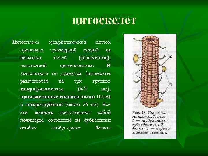 цитоскелет Цитоплазма эукариотических клеток пронизана трехмерной сеткой из белковых нитей (филаментов), называемой цитоскелетом. В