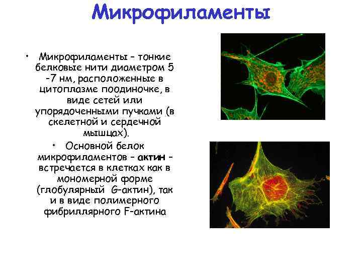 Микрофиламенты • Микрофиламенты – тонкие белковые нити диаметром 5 -7 нм, расположенные в цитоплазме