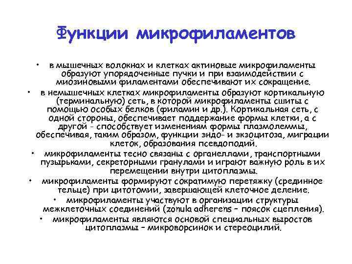 Функции микрофиламентов • в мышечных волокнах и клетках актиновые микрофиламенты образуют упорядоченные пучки и