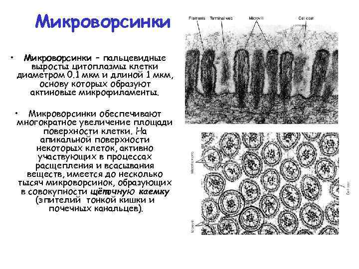 Микроворсинки • Микроворсинки – пальцевидные выросты цитоплазмы клетки диаметром 0. 1 мкм и длиной