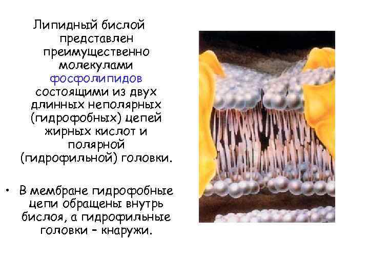 Липидный бислой представлен преимущественно молекулами фосфолипидов состоящими из двух длинных неполярных (гидрофобных) цепей жирных