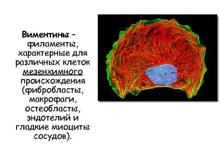 Виментины – филаменты, характерные для различных клеток мезенхимного происхождения (фибробласты, макрофаги, остеобласты, эндотелий и