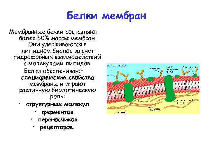 Белки мембран Мембранные белки составляют более 50% массы мембран. Они удерживаются в липидном бислое