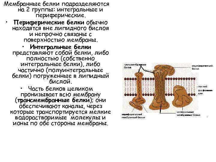 Мембранные белки подразделяются на 2 группы: интегральные и периферические. • Периферические белки обычно находятся
