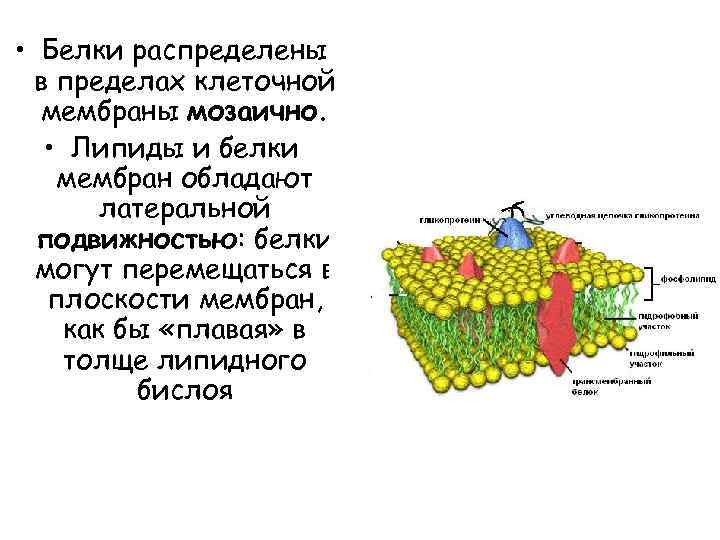  • Белки распределены в пределах клеточной мембраны мозаично. • Липиды и белки мембран
