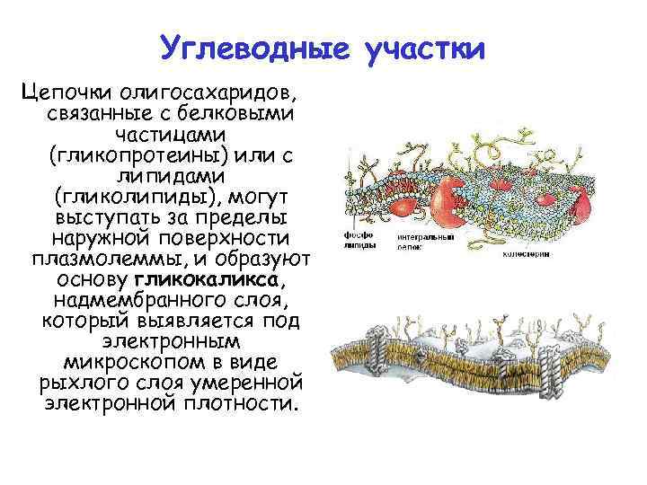 Углеводные участки Цепочки олигосахаридов, связанные с белковыми частицами (гликопротеины) или с липидами (гликолипиды), могут