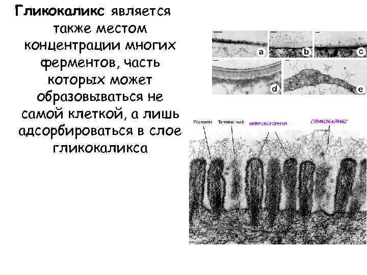 Гликокаликс является также местом концентрации многих ферментов, часть которых может образовываться не самой клеткой,