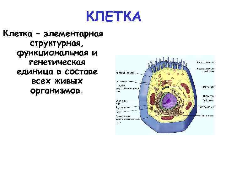 Клетка структурная и функциональная единица живого организма