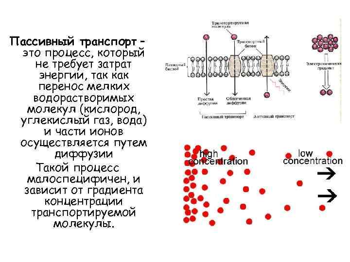 Пассивный транспорт. Ионы пассивный транспорт. Пассивный транспорт ионов в клетку. Пассивный транспорт без затрат энергии.