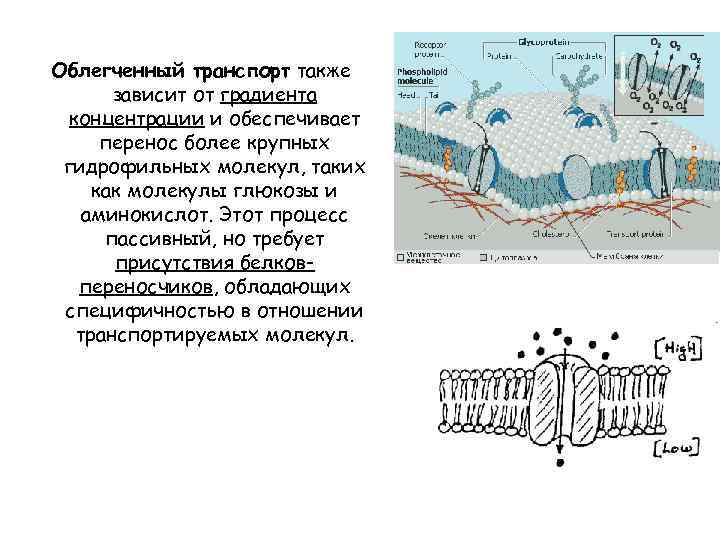 Облегченный транспорт также зависит от градиента концентрации и обеспечивает перенос более крупных гидрофильных молекул,