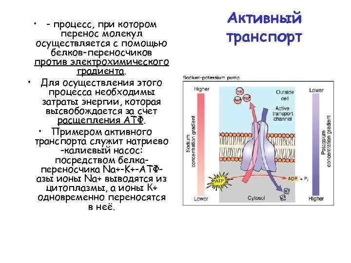  • - процесс, при котором перенос молекул осуществляется с помощью белков-переносчиков против электрохимического