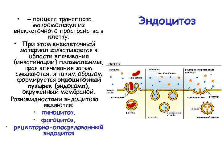 Эндоцитоз функции. Эндоцитозный пузырек строение. Эндоцитозный пузырек строение и функции. Эндоцитозные везикулы.