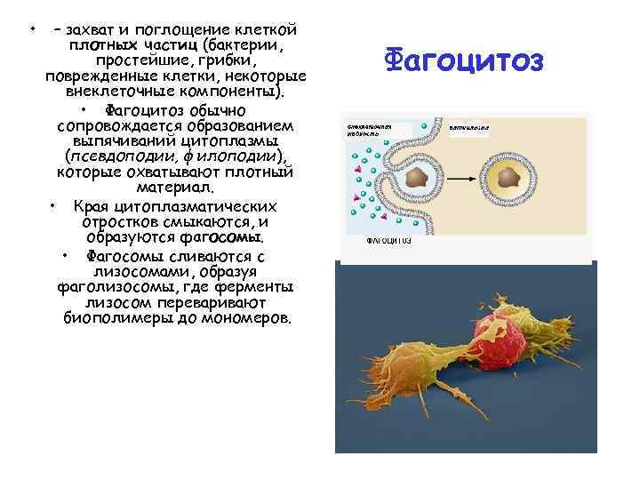 Плотное образование внутри клетки. Поглощение клетки. Поглощение клеткой бактерии. Плазмолемма цитоплазма. Персистенцией поглощенных клеток.