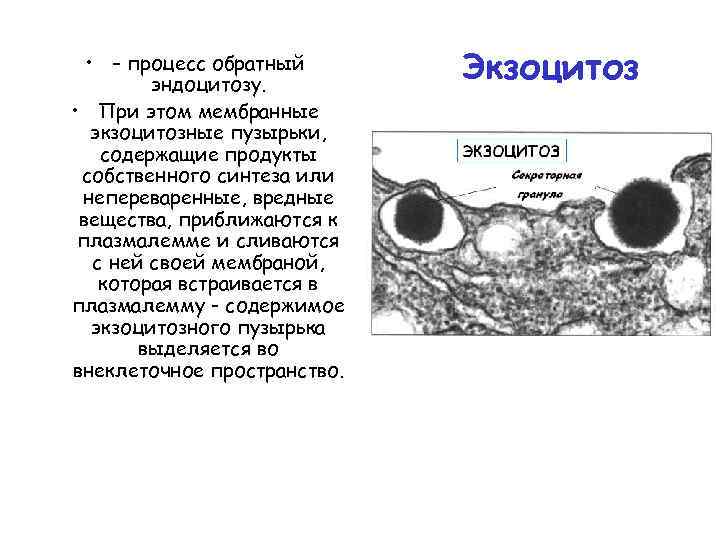  • – процесс обратный эндоцитозу. • При этом мембранные экзоцитозные пузырьки, содержащие продукты