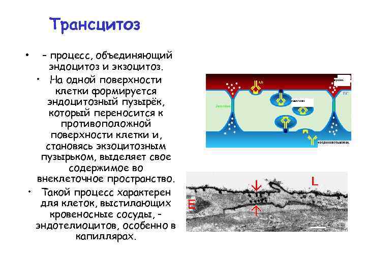 Трансцитоз – процесс, объединяющий эндоцитоз и экзоцитоз. • На одной поверхности клетки формируется эндоцитозный