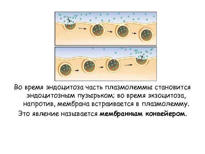 Сколько время пузырях. Мембранный конвейер. Мембранный конвейер клетки это. Пример мембранного конвейера. Понятие о мембранном конвейере.