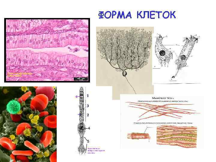 ФОРМА КЛЕТОК 