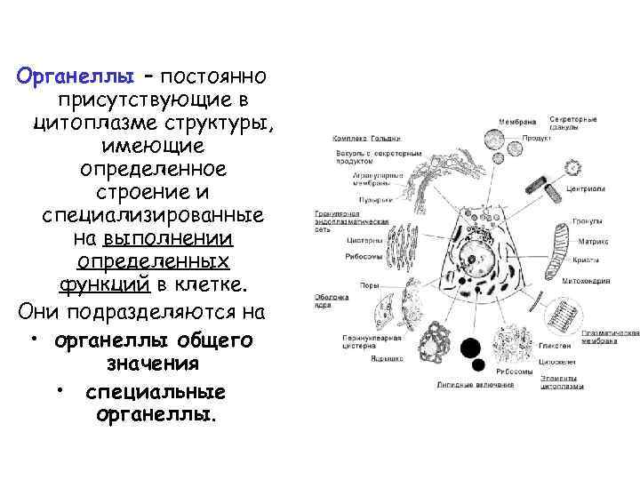 Органеллы рисунок