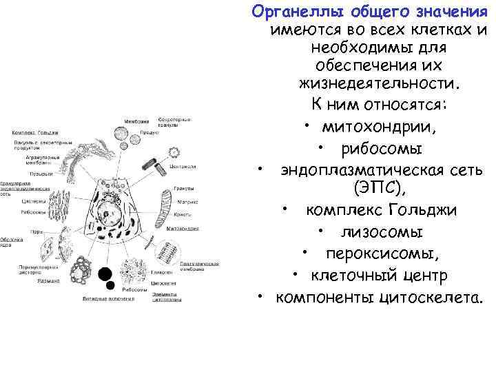 Органеллы общего значения имеются во всех клетках и необходимы для обеспечения их жизнедеятельности. К