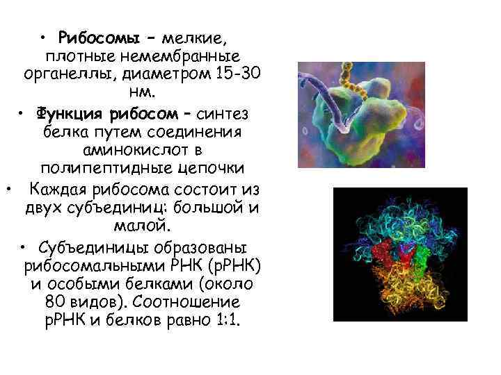  • Рибосомы – мелкие, плотные немембранные органеллы, диаметром 15 -30 нм. • Функция