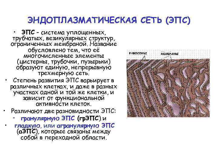 ЭНДОПЛАЗМАТИЧЕСКАЯ СЕТЬ (ЭПС) • ЭПС – система уплощенных, трубчатых, везикулярных структур, ограниченных мембраной. Название