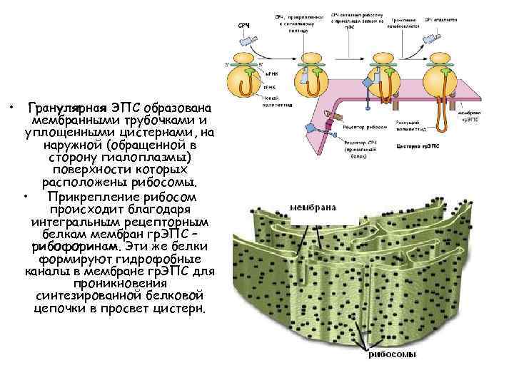  • Гранулярная ЭПС образована мембранными трубочками и уплощенными цистернами, на наружной (обращенной в