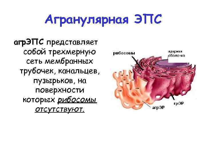 Агранулярная ЭПС агр. ЭПС представляет собой трехмерную сеть мембранных трубочек, канальцев, пузырьков, на поверхности