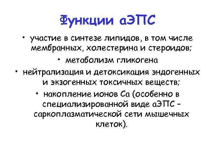 Функции а. ЭПС • участие в синтезе липидов, в том числе мембранных, холестерина и