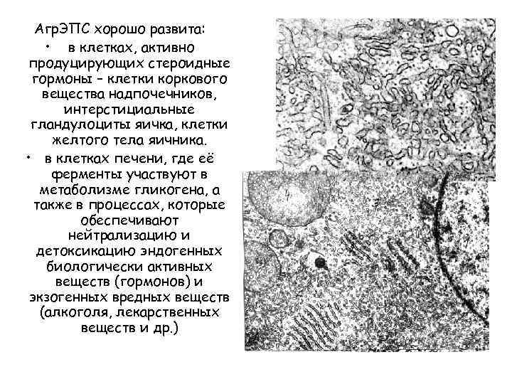 Агр. ЭПС хорошо развита: • в клетках, активно продуцирующих стероидные гормоны – клетки коркового