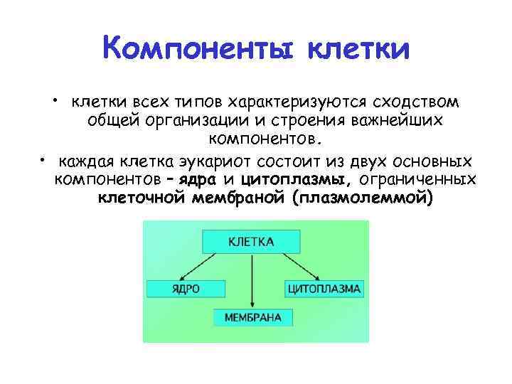 Компоненты клетки • клетки всех типов характеризуются сходством общей организации и строения важнейших компонентов.