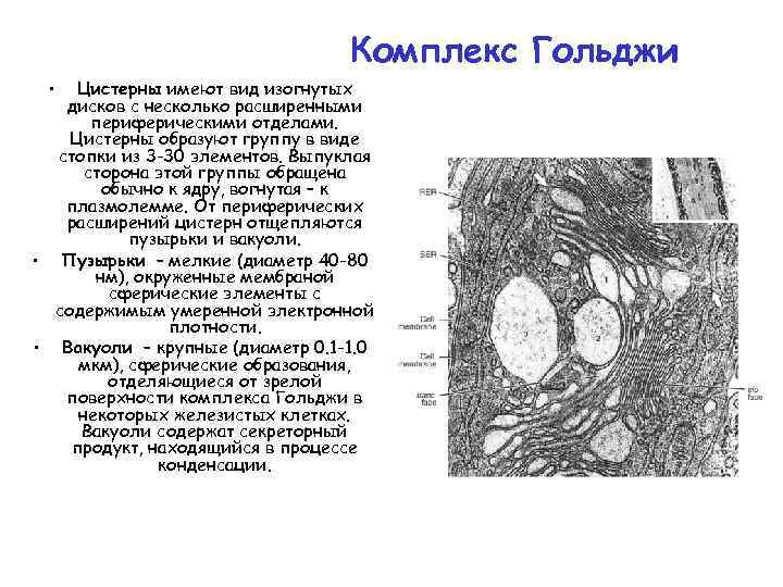 Комплекс Гольджи • Цистерны имеют вид изогнутых дисков с несколько расширенными периферическими отделами. Цистерны