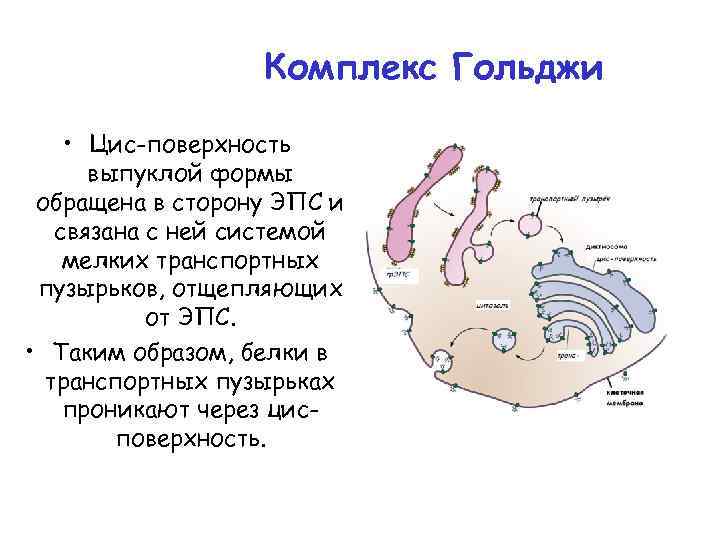 Комплекс Гольджи • Цис-поверхность выпуклой формы обращена в сторону ЭПС и связана с ней