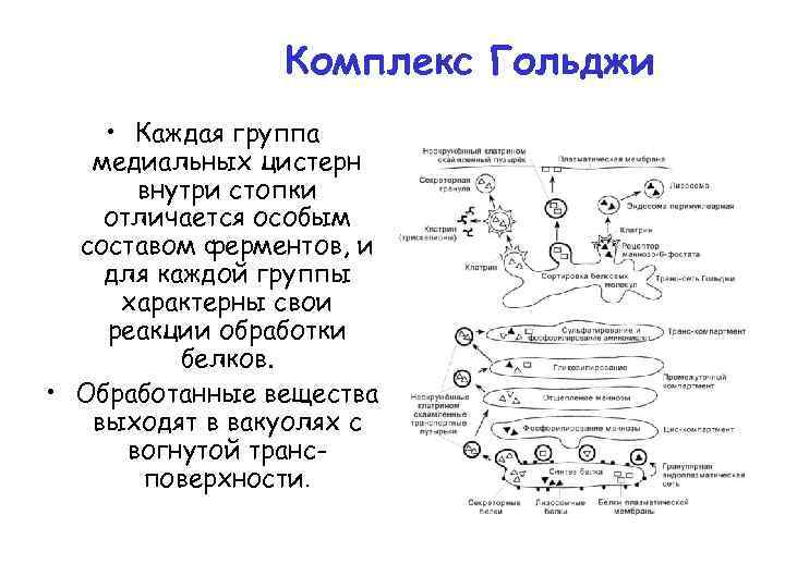 Комплекс Гольджи • Каждая группа медиальных цистерн внутри стопки отличается особым составом ферментов, и