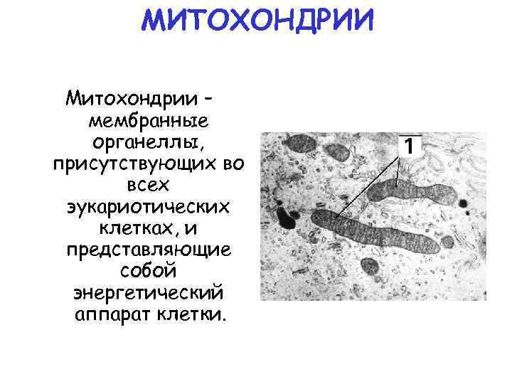 МИТОХОНДРИИ Митохондрии – мембранные органеллы, присутствующих во всех эукариотических клетках, и представляющие собой энергетический