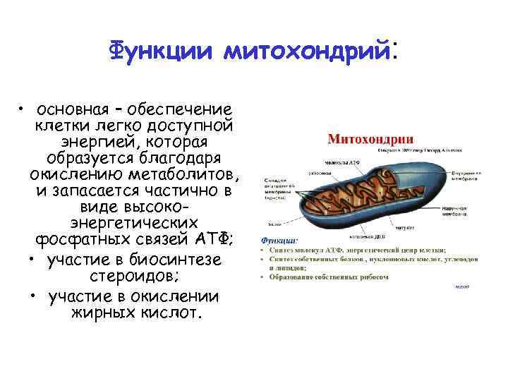 Функции митохондрий: • основная – обеспечение клетки легко доступной энергией, которая образуется благодаря окислению
