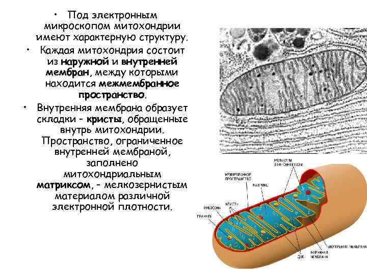 Цитоплазма в митохондриях. Строение митохондрии микроскоп. Мембрана митохондрий состав. Внутренняя мембрана митохондрий образует Кристы. Структура Крист митохондрий.