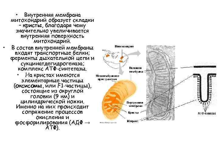  • Внутренняя мембрана митохондрий образует складки – кристы, благодаря чему значительно увеличивается внутренняя
