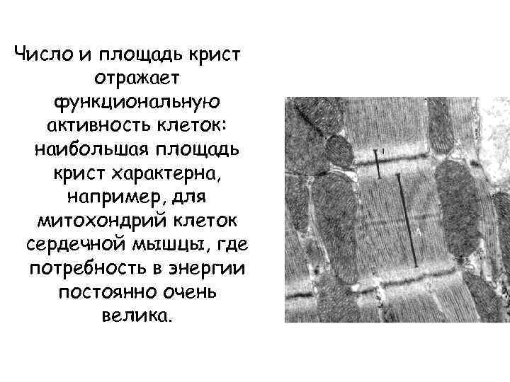 Число и площадь крист отражает функциональную активность клеток: наибольшая площадь крист характерна, например, для