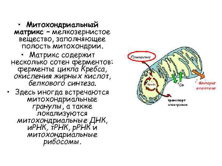  • Митохондриальный матрикс – мелкозернистое вещество, заполняющее полость митохондрии. • Матрикс содержит несколько