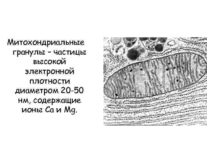 Митохондриальные гранулы – частицы высокой электронной плотности диаметром 20 -50 нм, содержащие ионы Са