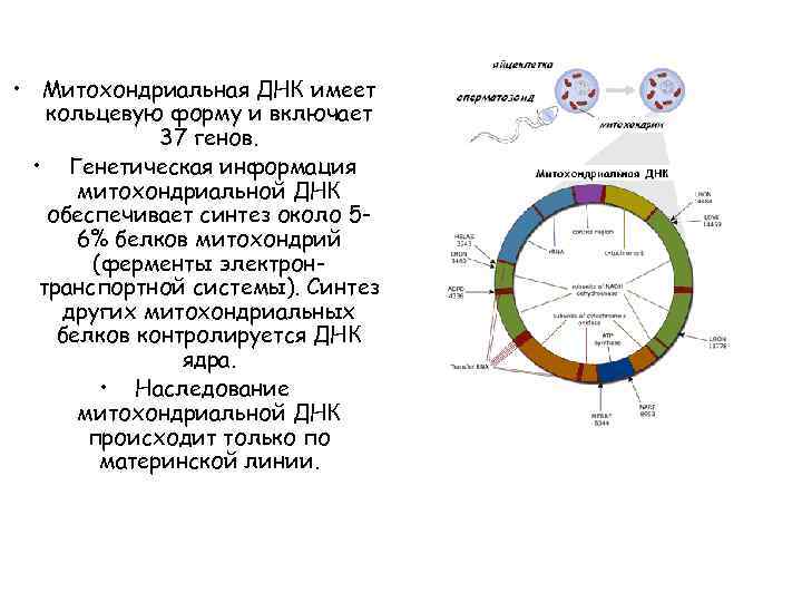 Кольцевая днк. Митохондриальная ДНК функции. Транскрипция митохондриальной ДНК. ДНК кольцевой формы содержат. Кольцевая ДНК функции.